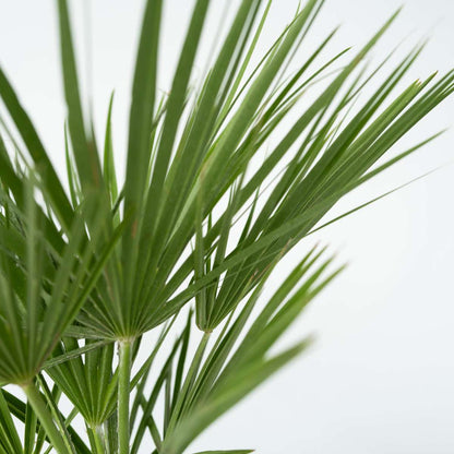 Chamaerops humilis - Set van 2 - Europese dwergpalm