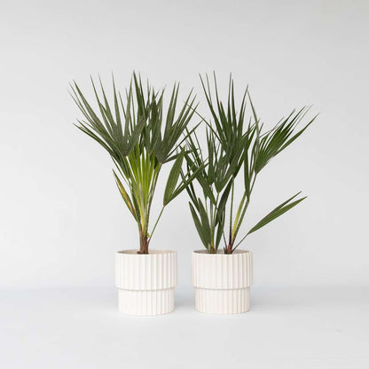 Chamaerops humilis - Set van 2 - Europese dwergpalm