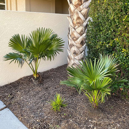 Chamaerops humilis - Europese Dwergpalm