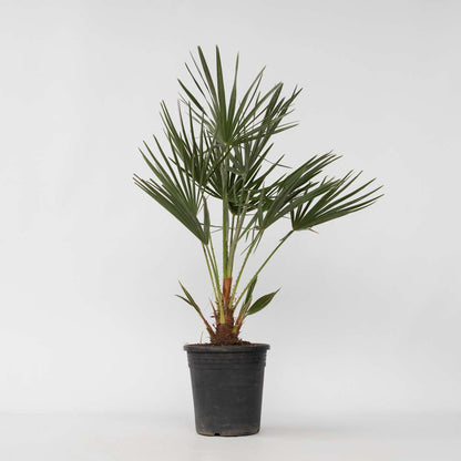 Chamaerops humilis - Europese Dwergpalm