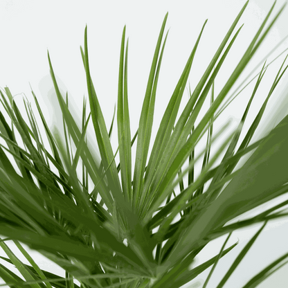 Chamaerops humilis - Set van 2 - Europese dwergpalm