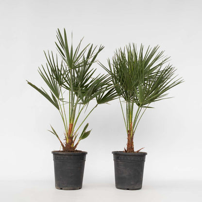 Chamaerops humilis - Set van 2 - Europese dwergpalm