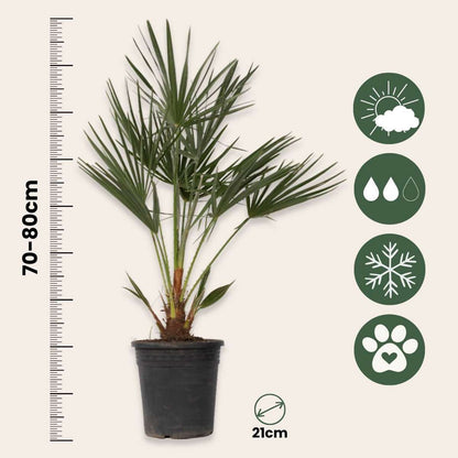 Chamaerops humilis - Set van 2 - Europese dwergpalm
