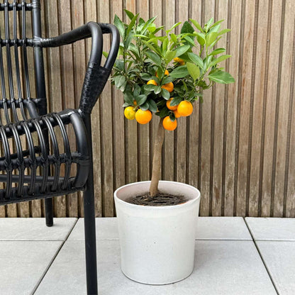 Citrus Calamondin - Citrusboom