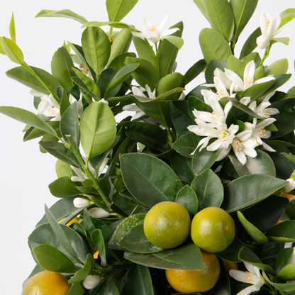 Citrus Calamondin - Citrusboom
