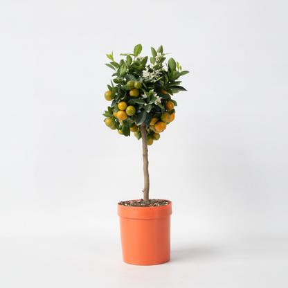 Citrus Calamondin - Citrusboom