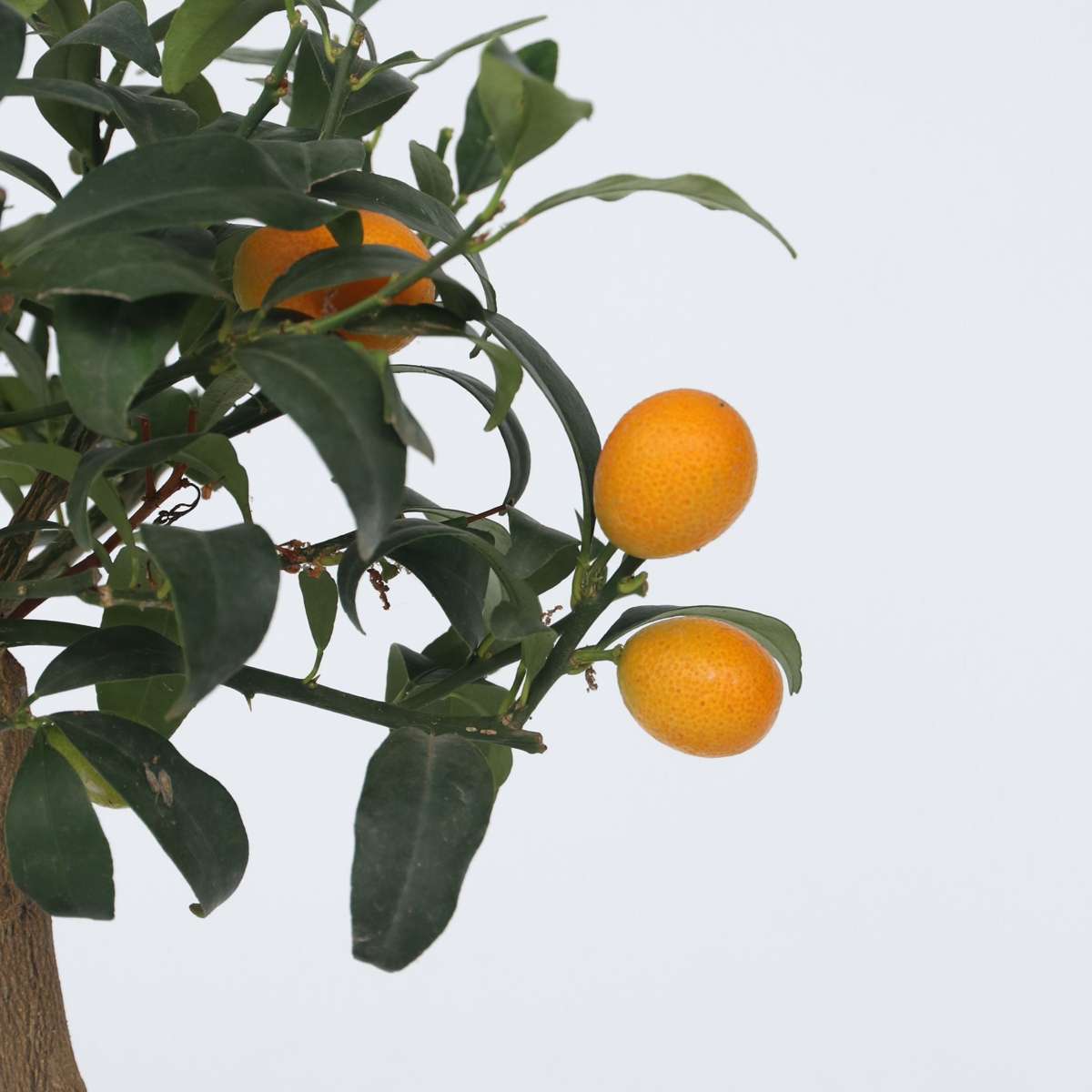 Citrus Kumquat - Set van 2 - Citroenboom