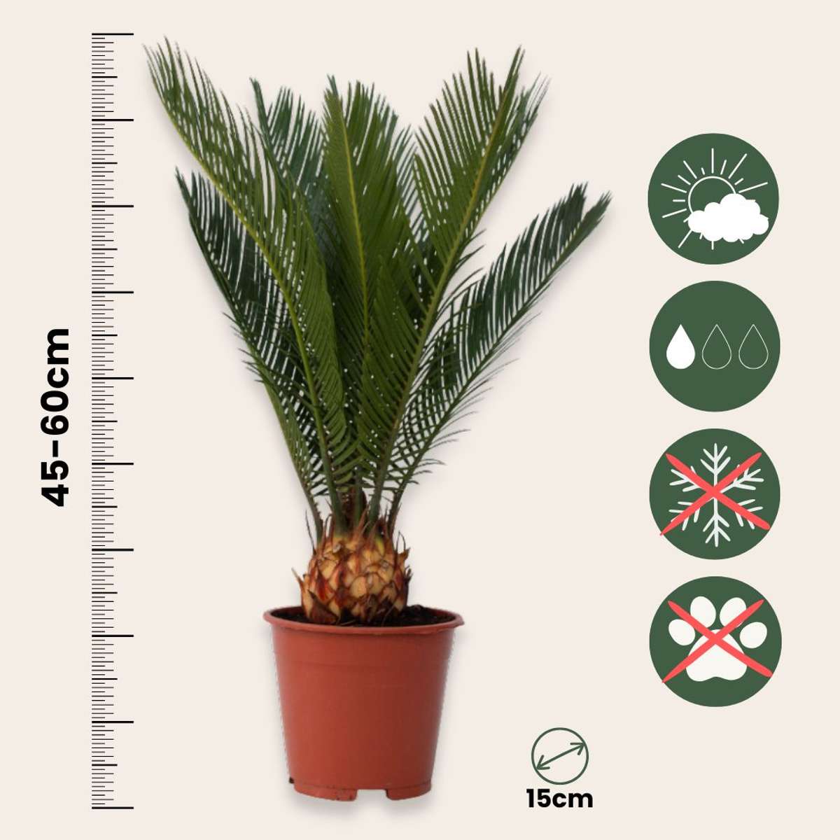 Cycas Revoluta - Varenpalm
