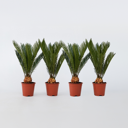 Cycas Revoluta - Set van 4 - Varenpalm