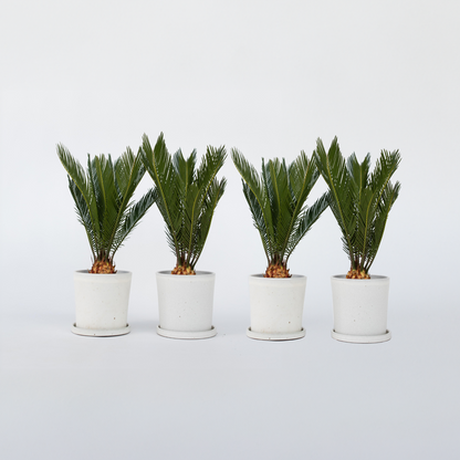 Cycas Revoluta - Set van 4 - Varenpalm