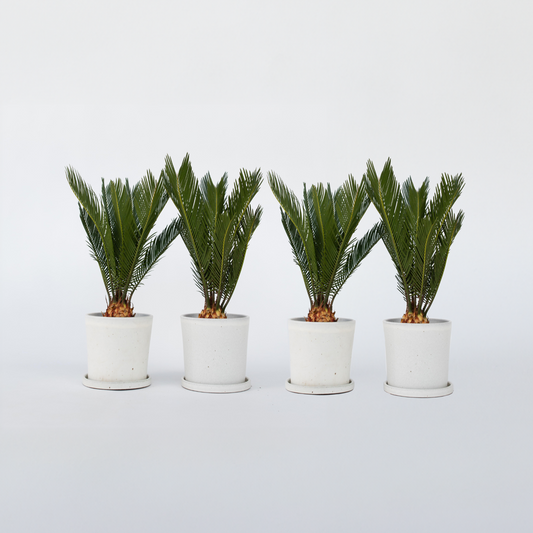 Cycas Revoluta - Set van 4 - Varenpalm