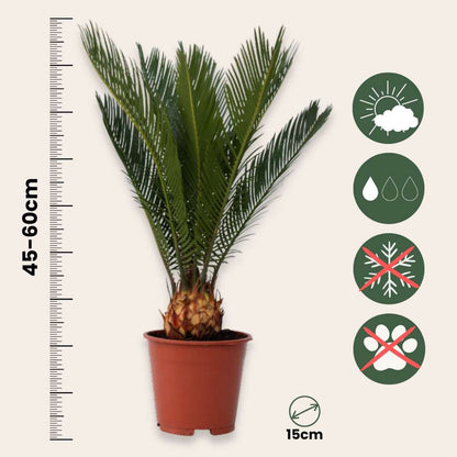 Cycas Revoluta - Set van 4 - Varenpalm