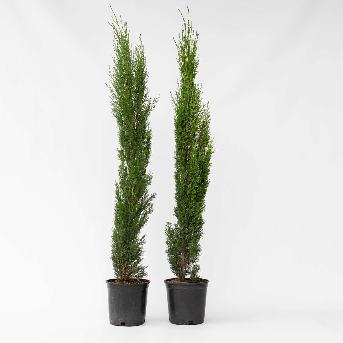 Cupressus sempervirens - Set van 2 - Toscaanse Cipres
