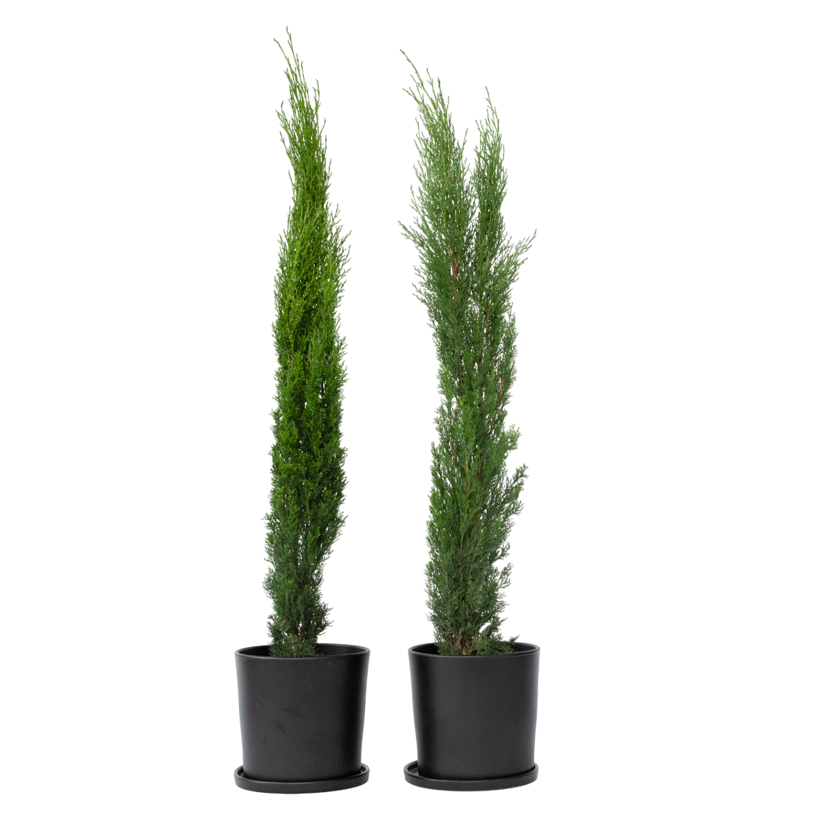 Cupressus sempervirens - Set van 2 - Toscaanse Cipres
