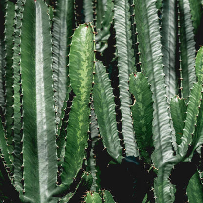 Euphorbia Eritrea - Set van 2 - Cowboycactus