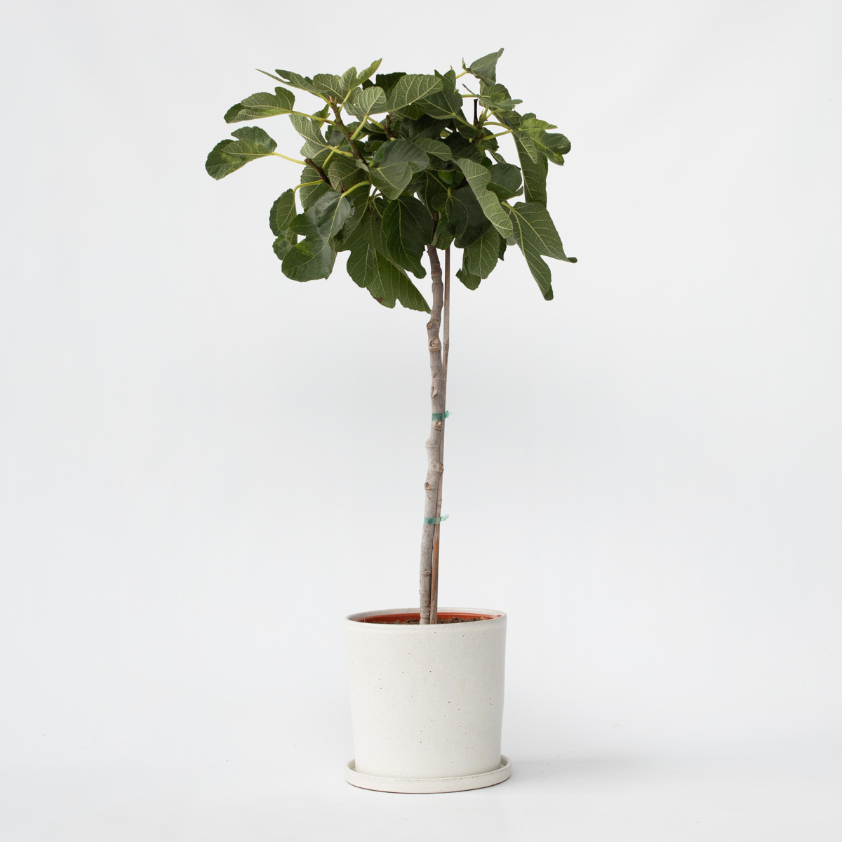 Ficus Carica - Fruitboom - Vijgenboom