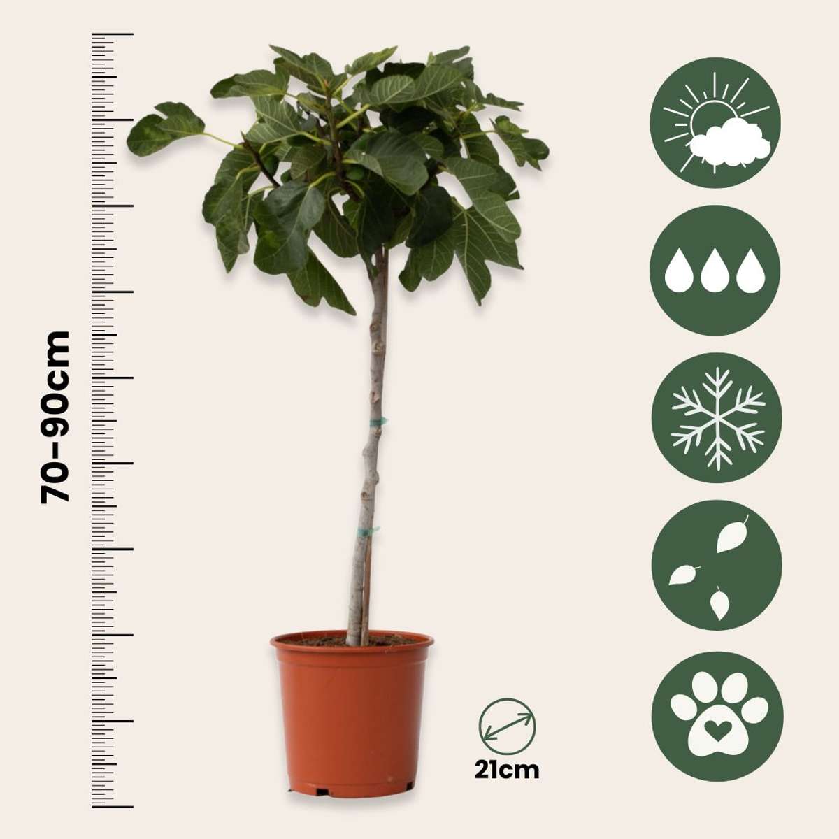 Ficus Carica - Fruitboom - Vijgenboom