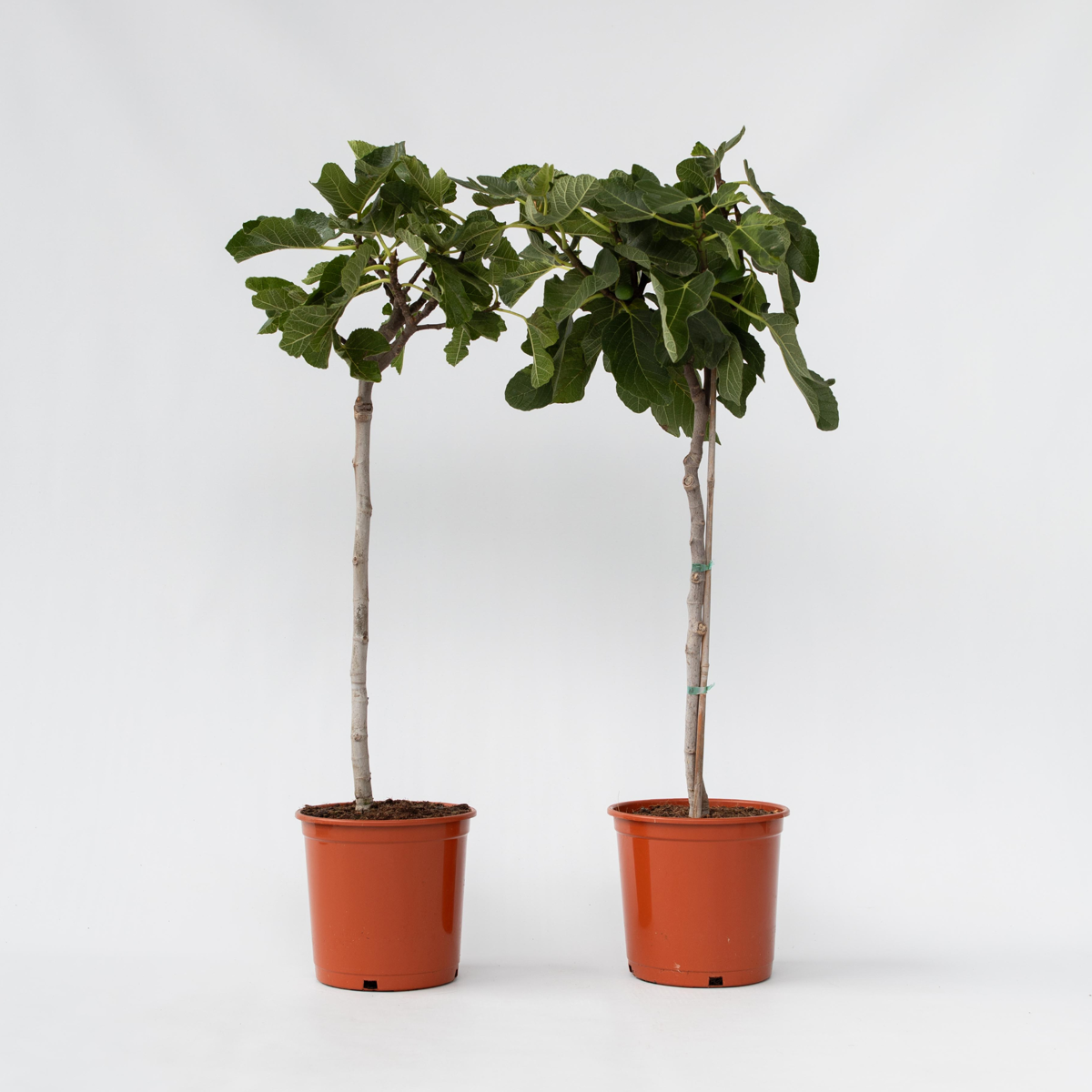 Ficus Carica - Set van 2 - Vijgenboom