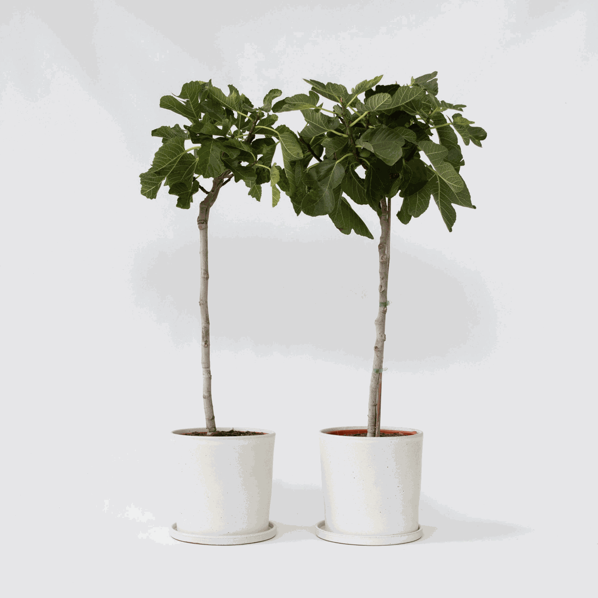 Ficus Carica - Set van 2 - Vijgenboom