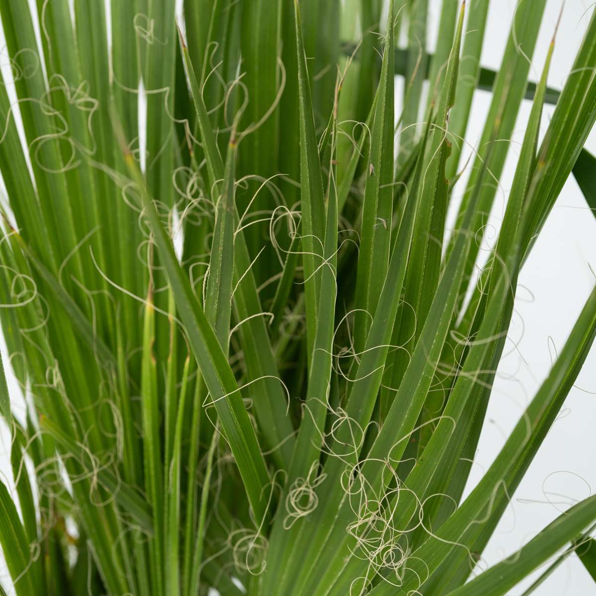 Binnenpalmen - Mix van 3 - Washingtonia, Yucca, Phoenix