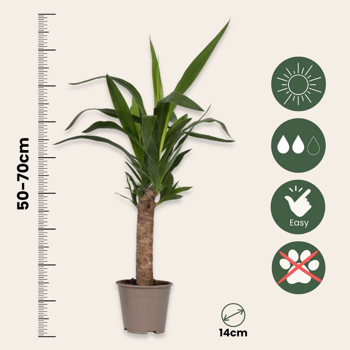 Binnenpalmen - Mix van 3 - Washingtonia, Yucca, Phoenix