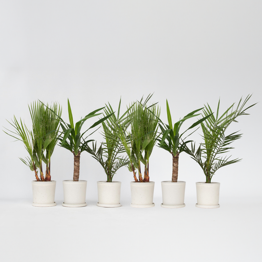 Binnenpalmen - Mix van 6 - Washingtonia, Yucca, Phoenix