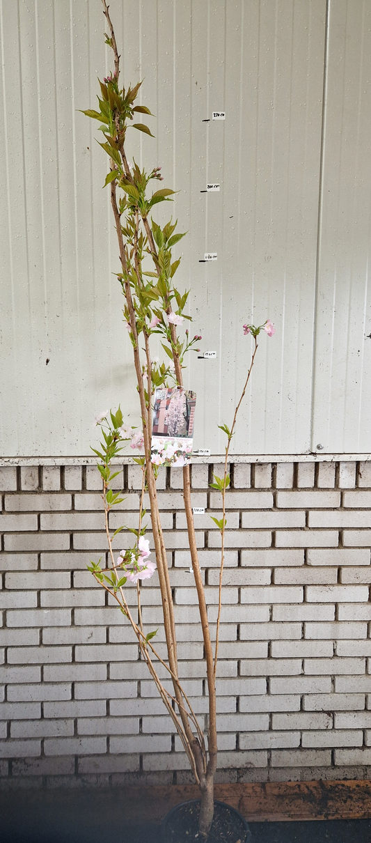 Prunus serr. Amanogawa - Japanse Sierkers