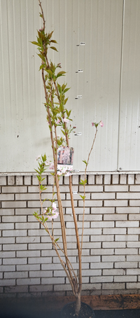 Prunus serr. Amanogawa - Japanse Sierkers