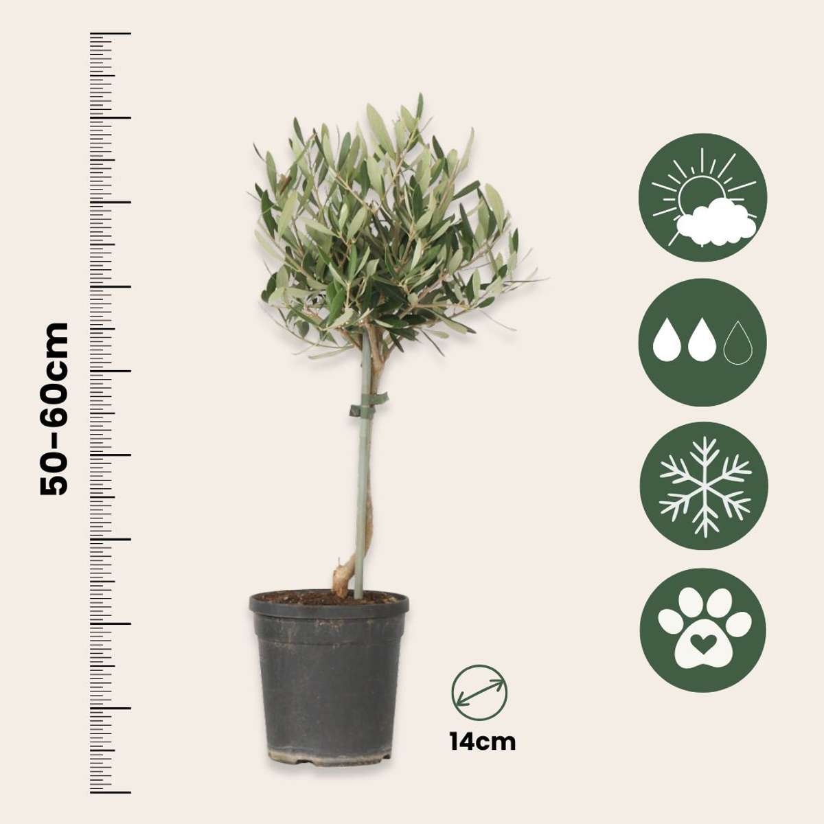 Olea Europaea - Set van 2 - Olijfboom op stam