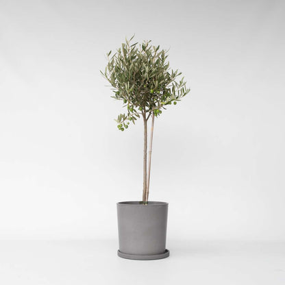 Olea Europaea - Olijfboom