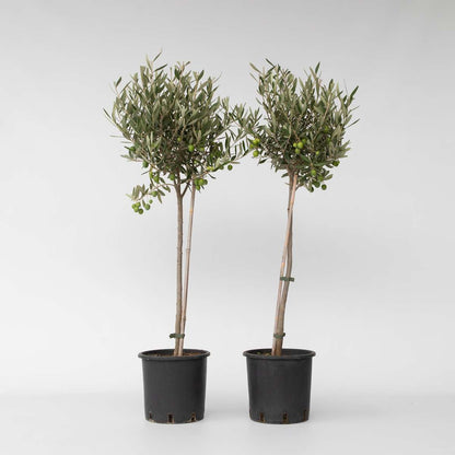 Olea Europaea - Set van 2 - Olijfboom