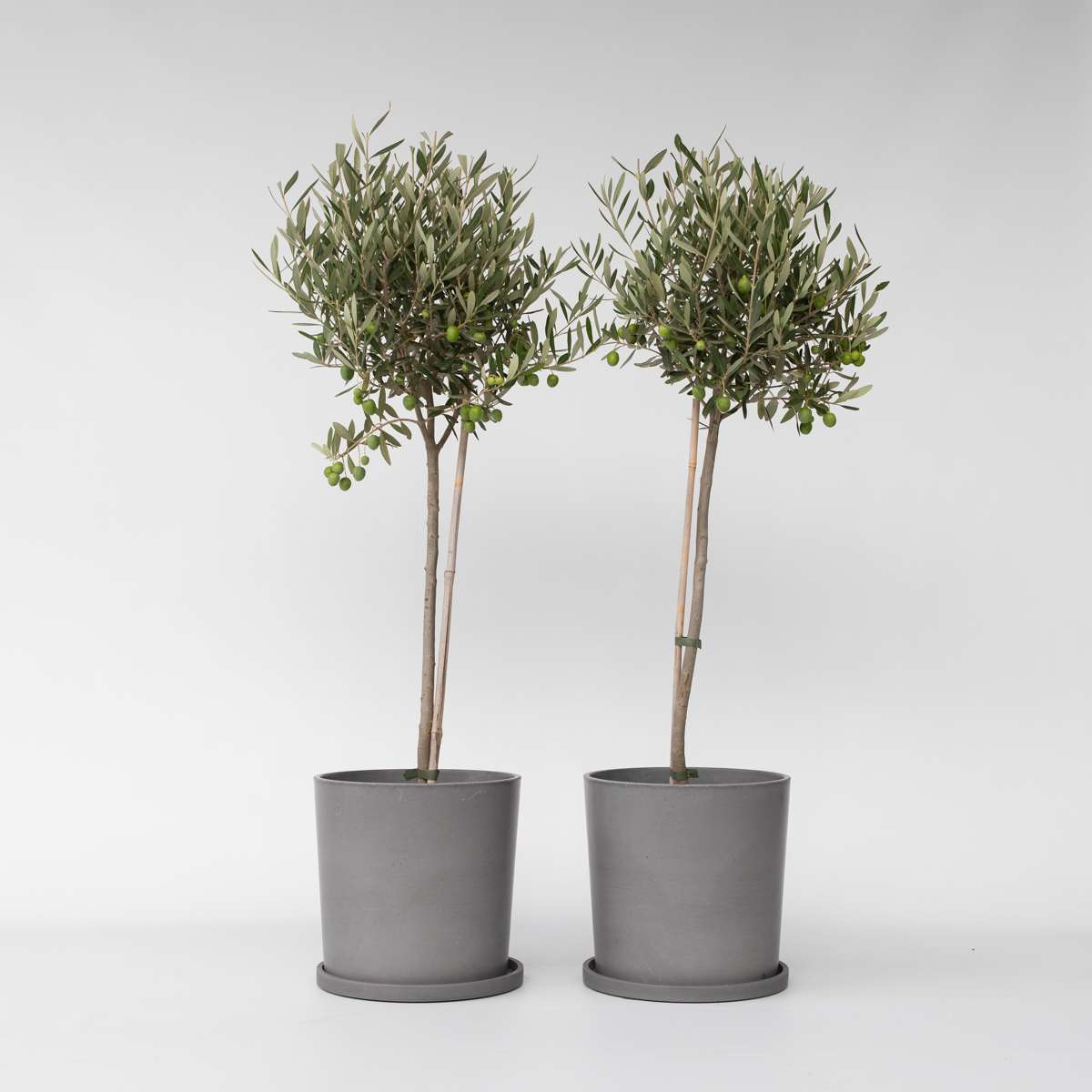 Olea Europaea - Set van 2 - Olijfboom