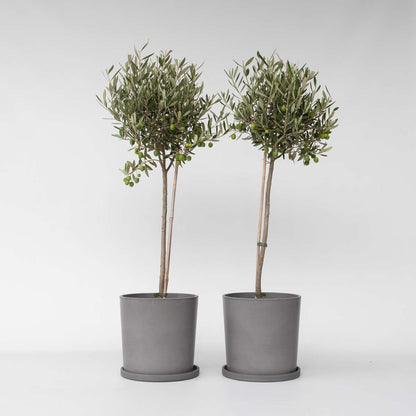 Olea Europaea - Set van 2 - Olijfboom