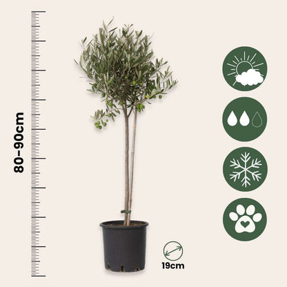 Olea Europaea - Set van 2 - Olijfboom