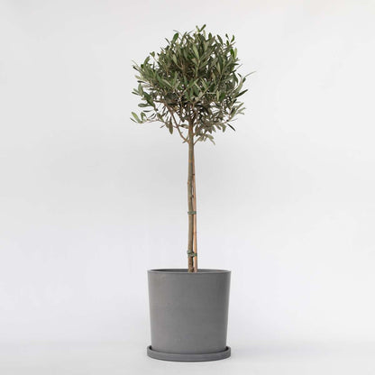 Olea Europaea - Olijfboom