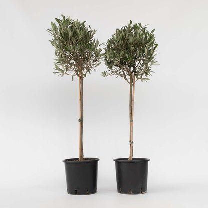 Olea Europaea - Set van 2 - Olijfboom