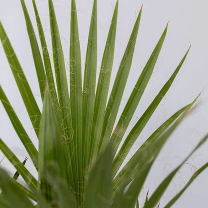 Tuinpalmen - Mix van 6 planten