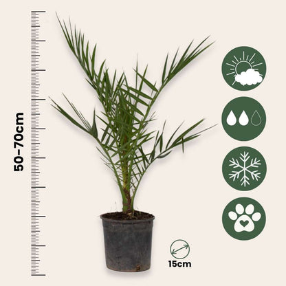 Tuinpalmen - Mix van 6 planten