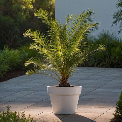 Phoenix Canariensis - Dadelpalm