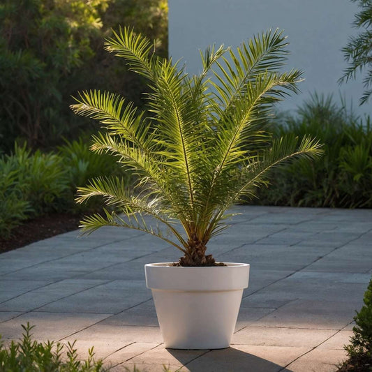 Phoenix Canariensis - Set van 2 - Dadelpalm