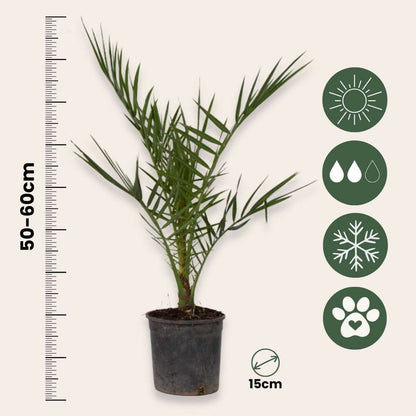 Phoenix Canariensis - Set van 2 - Dadelpalm