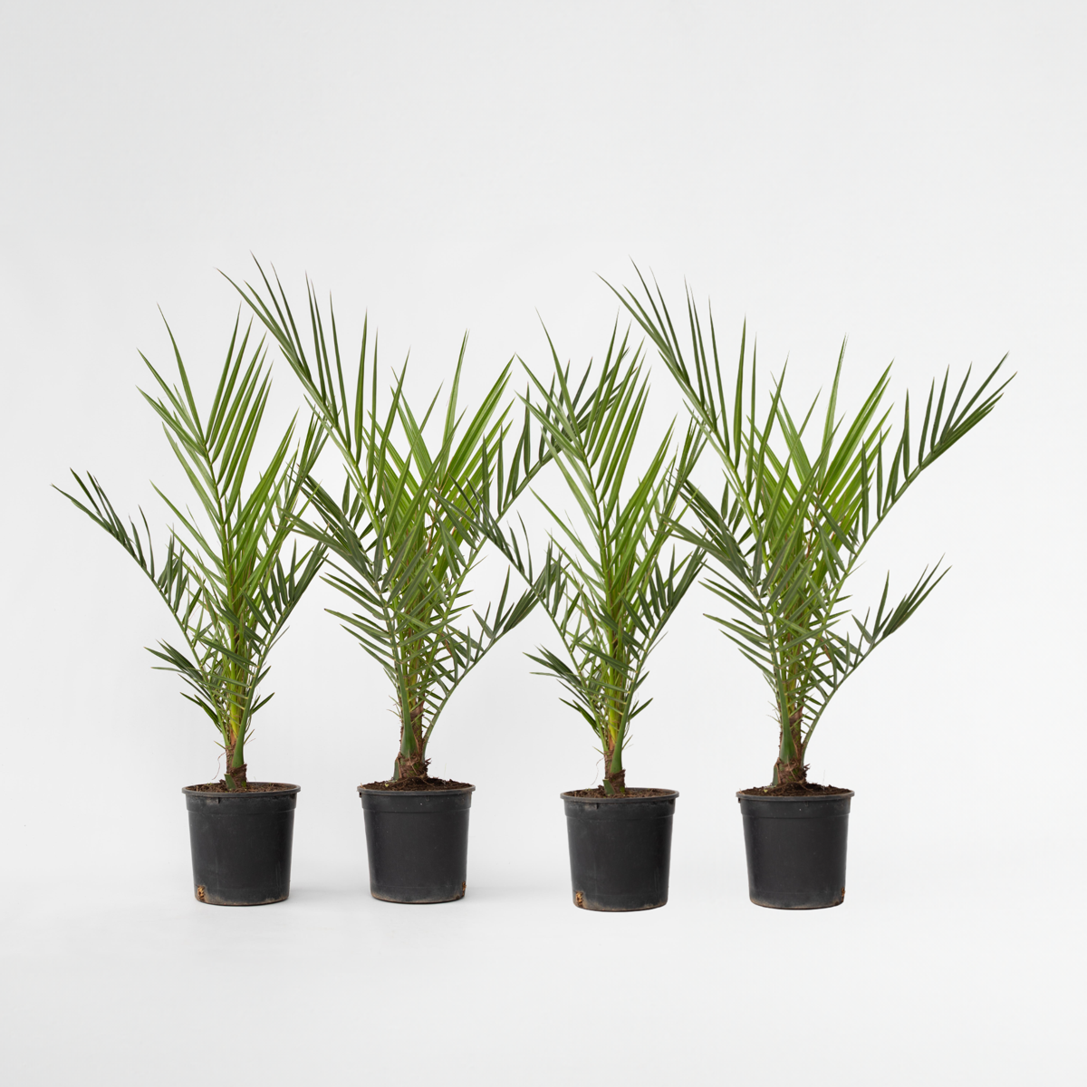 Phoenix Canariensis - Set van 4 - Dadelpalm
