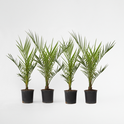 Phoenix Canariensis - Set van 4 - Dadelpalm