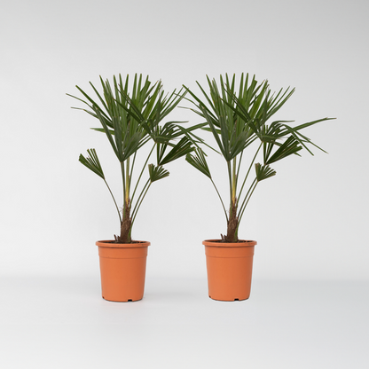 Trachycarpus Fortunei - Set van 2 - Waaierpalmboom