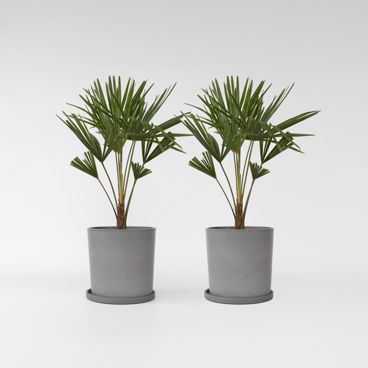 Trachycarpus Fortunei - Set van 2 - Waaierpalmboom