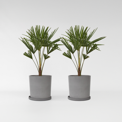Trachycarpus Fortunei - Set van 2 - Waaierpalmboom