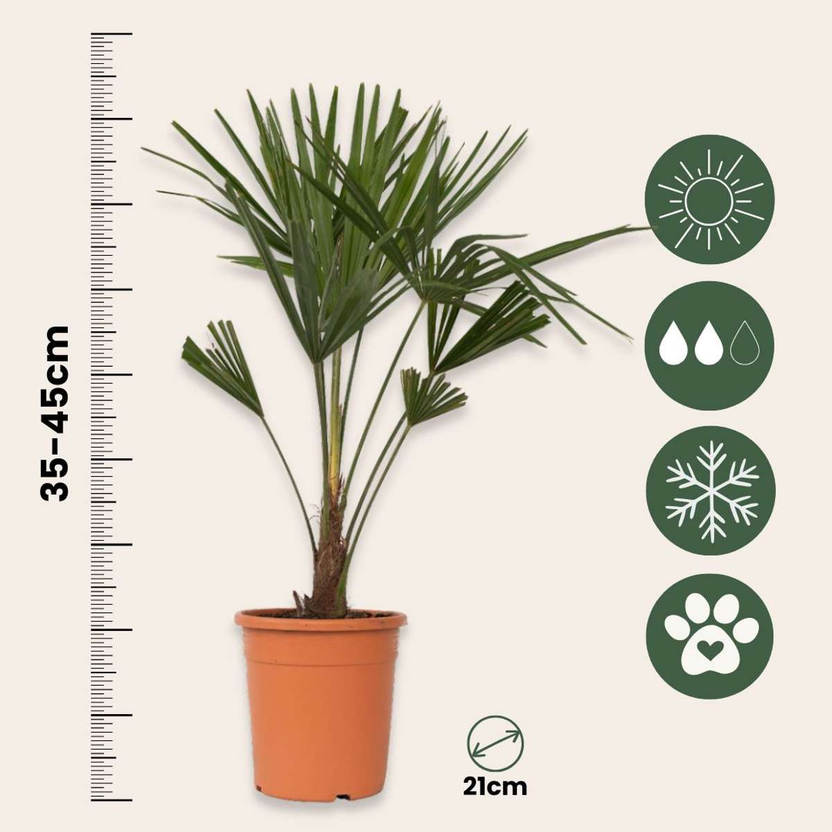 Trachycarpus Fortunei - Set van 2 - Waaierpalmboom