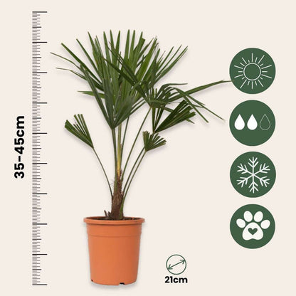 Trachycarpus Fortunei - Set van 2 - Waaierpalmboom