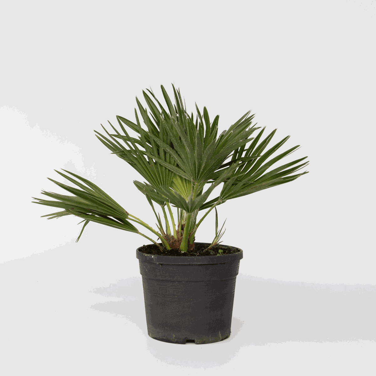 Chamaerops 'Vulcano' - Dwergpalm
