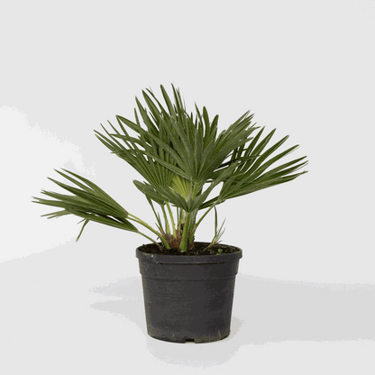Chamaerops 'Vulcano' - Dwergpalm